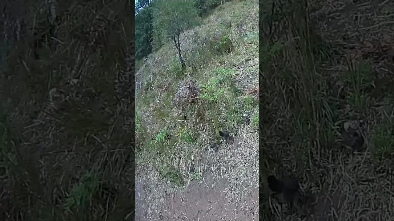 Hens free ranging with their baby chicks