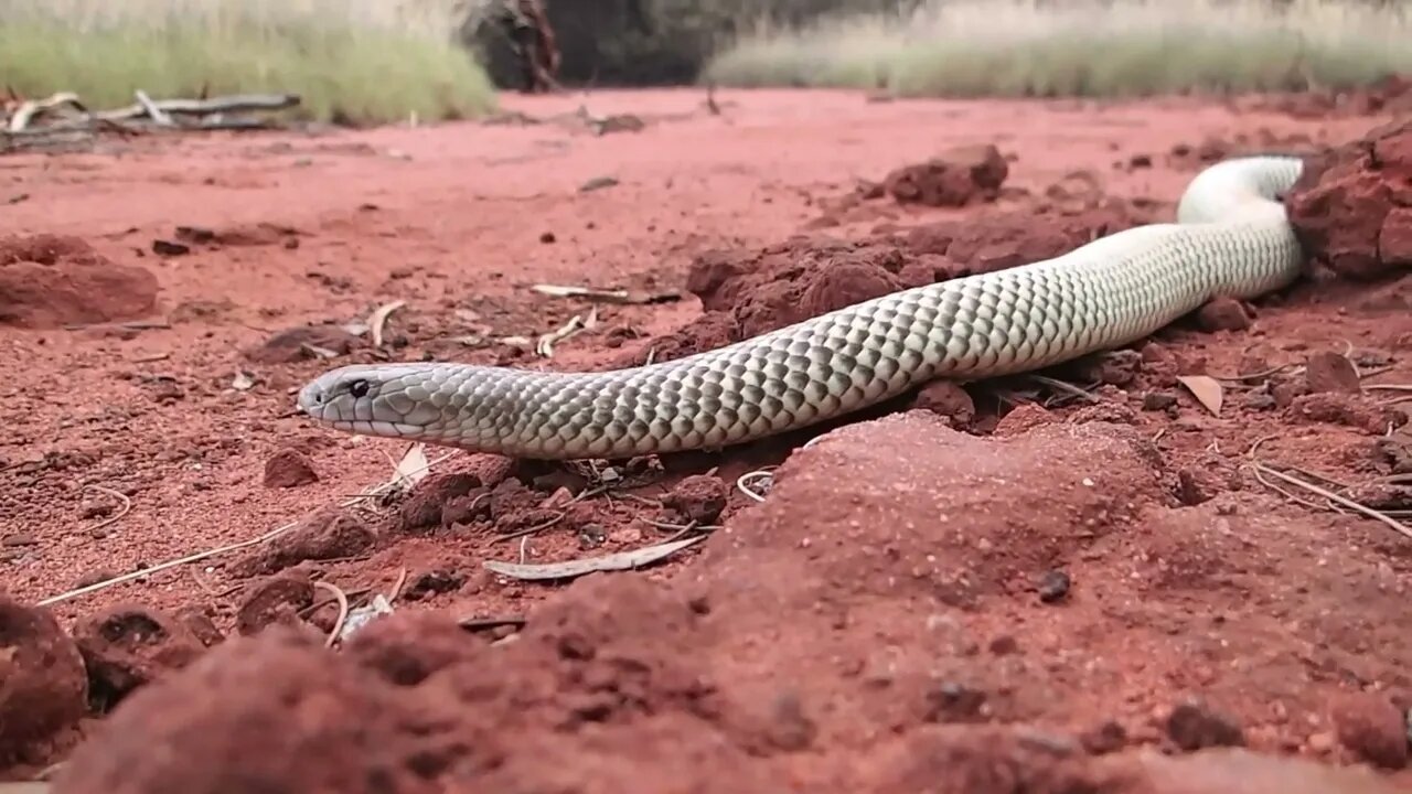 Snakes That Kill People! Deadly Venomous Snakes, King Brown Mulga Snake! #venom #snake #reptiles 👇🏼