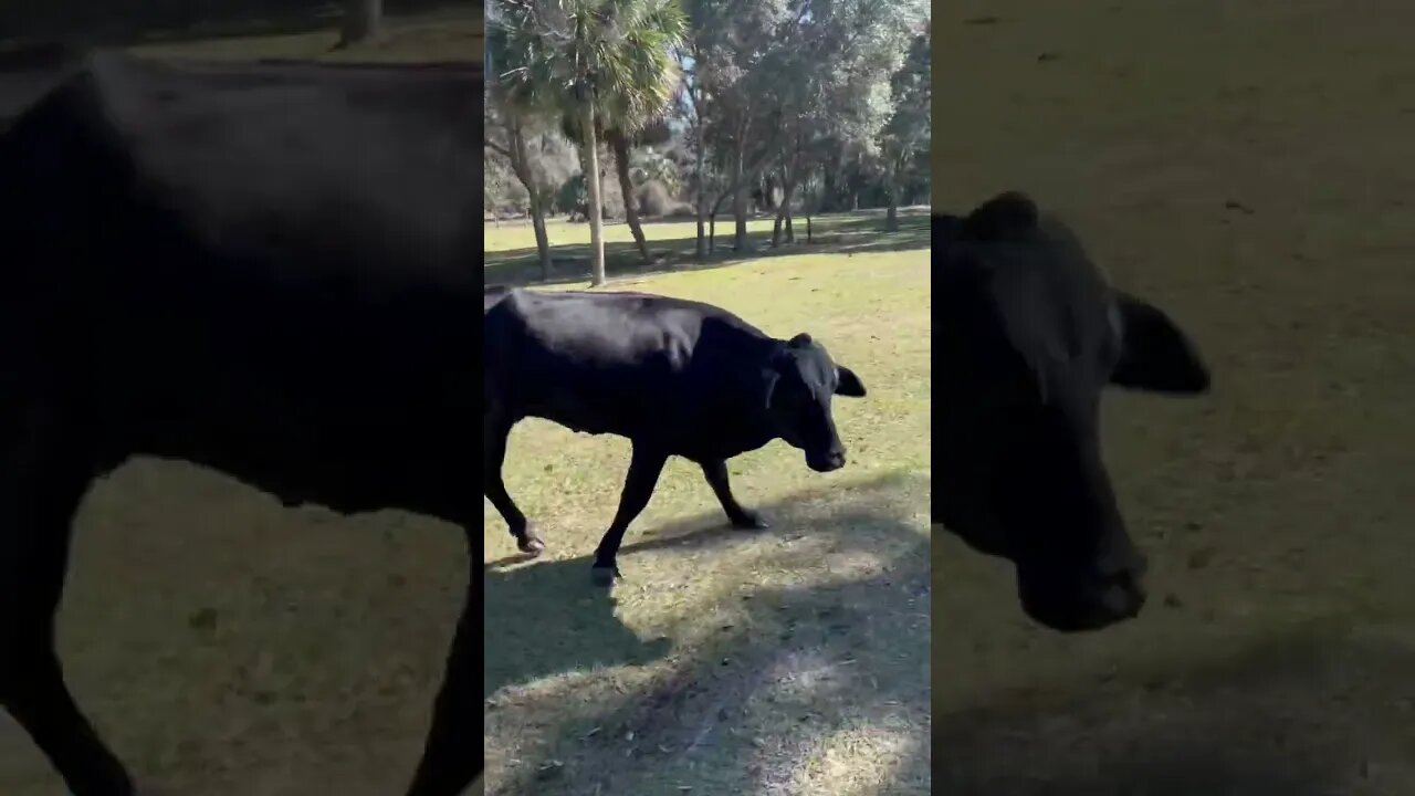 Momma Cow excited to see me! #cow #cowvideos #cows #cattle #cattlefarm #shorts