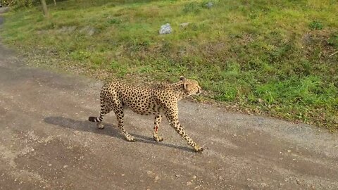 BEEKSEBERGEN: CHEETAHS IN THE WILD SAFARI RIDE JUNGLE BUSS