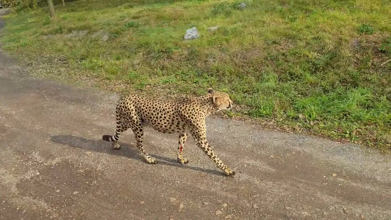BEEKSEBERGEN: CHEETAHS IN THE WILD SAFARI RIDE JUNGLE BUSS