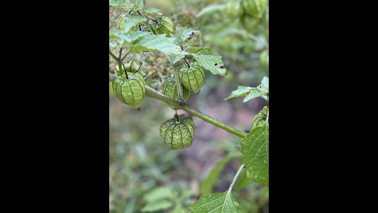 Ground Cherries