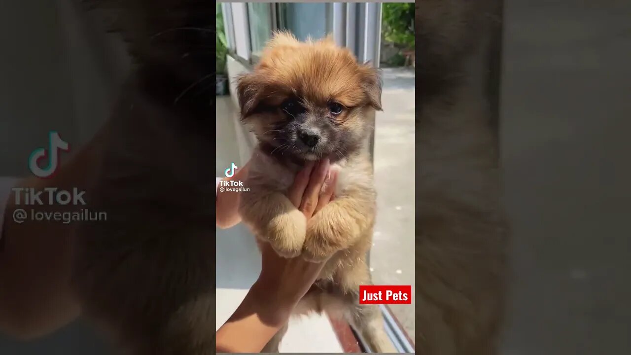 Try this with your puppy #shorts #cute #tiktok #funnyvideos #viral puppy