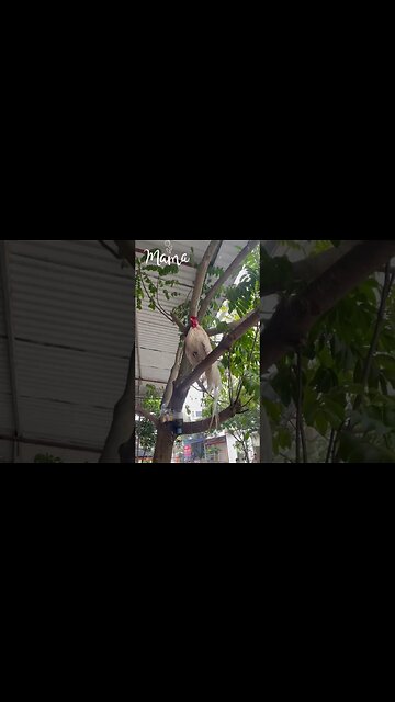 rare chicken in the world, Dog life today #dog #shorts #vlog #rescue #troll #life