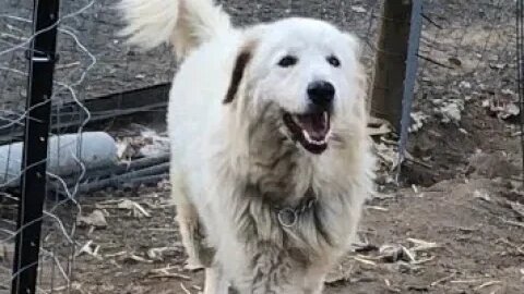 Maremma gets pats for chasing monitor lizard out of yard #maremma #livestockguardiandog