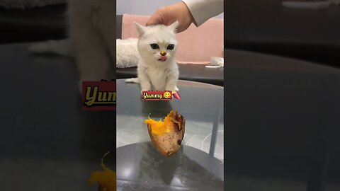 Hilarious Kitten.