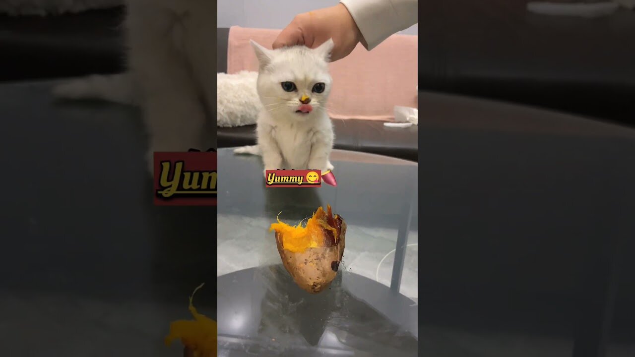 Hilarious Kitten.