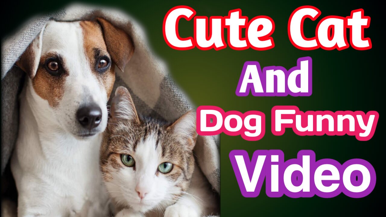 Cat and dog funny video