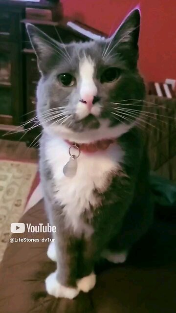 He always sees things around me that aren't there #cat #catlover #shorts #short