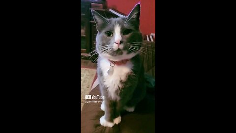 He always sees things around me that aren't there #cat #catlover #shorts #short