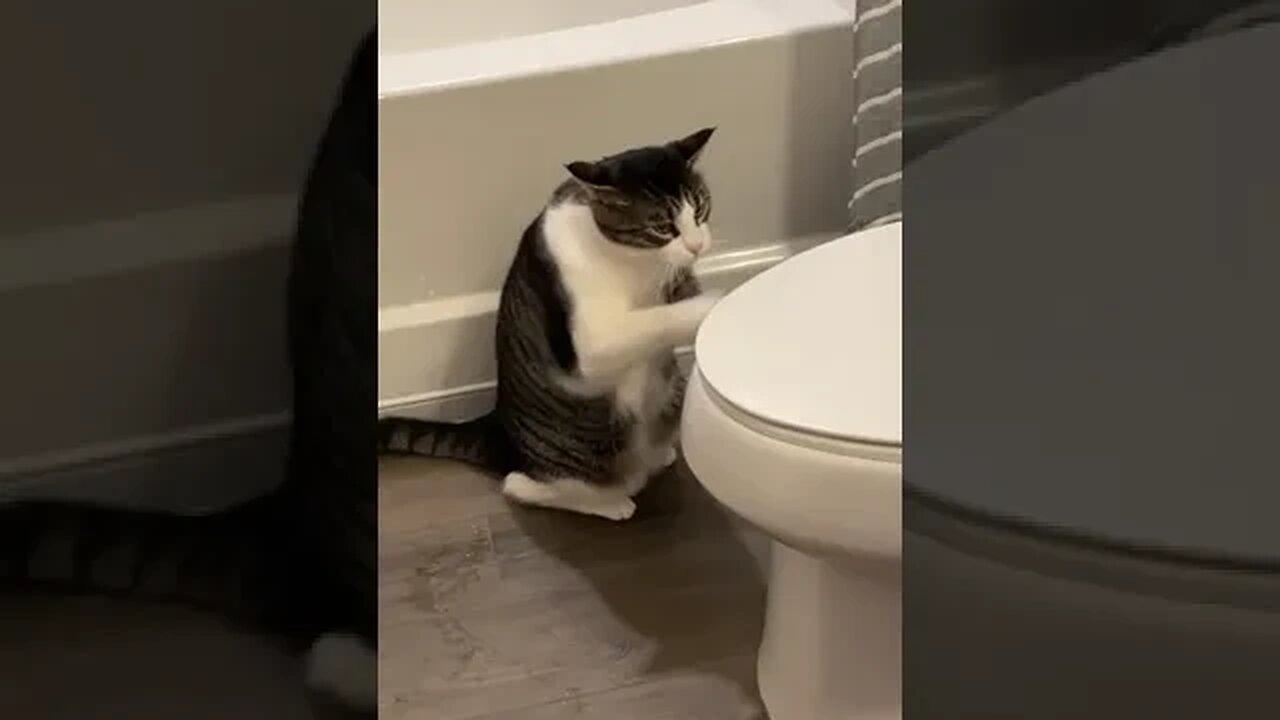Cat Playing drums on Toilet