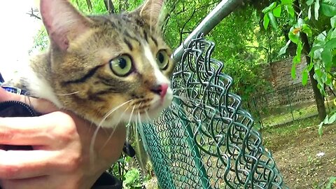 Cat Reaction to Meeting another Cat