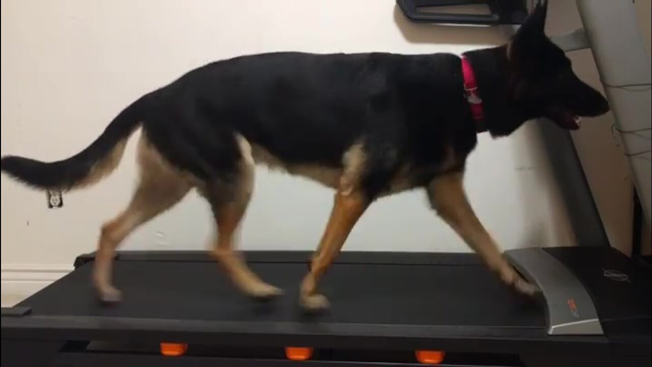 German Shephard exercising on his treadmill