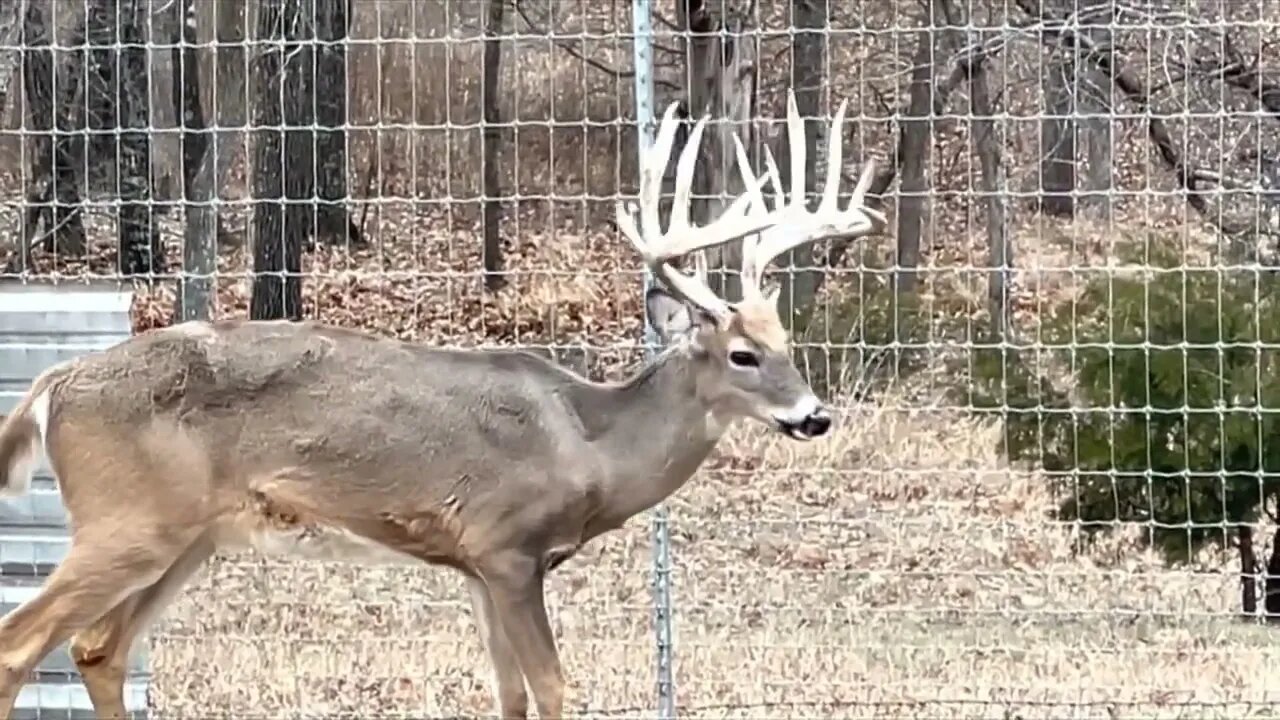 Antlers Suprise! The Big Boys! December 31st