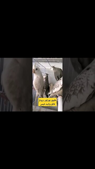 Portor Birds Valeur Bronze Visage Blanc