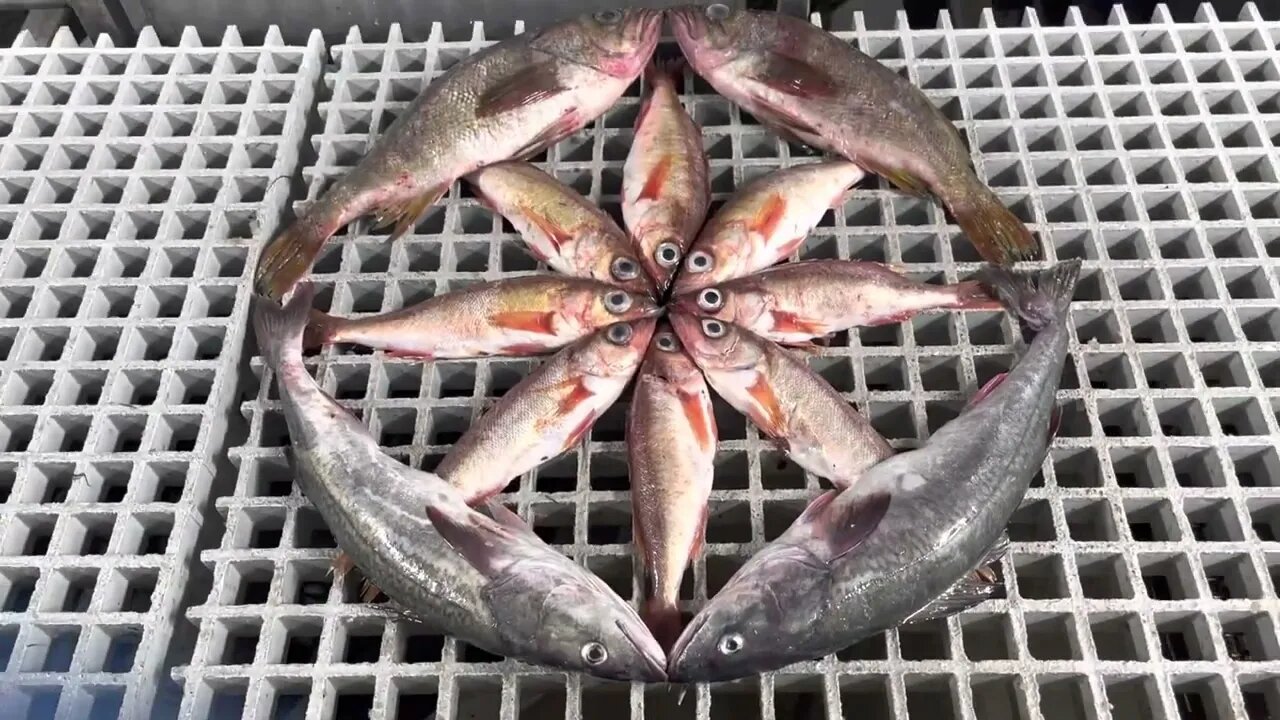 Wheel of Fish