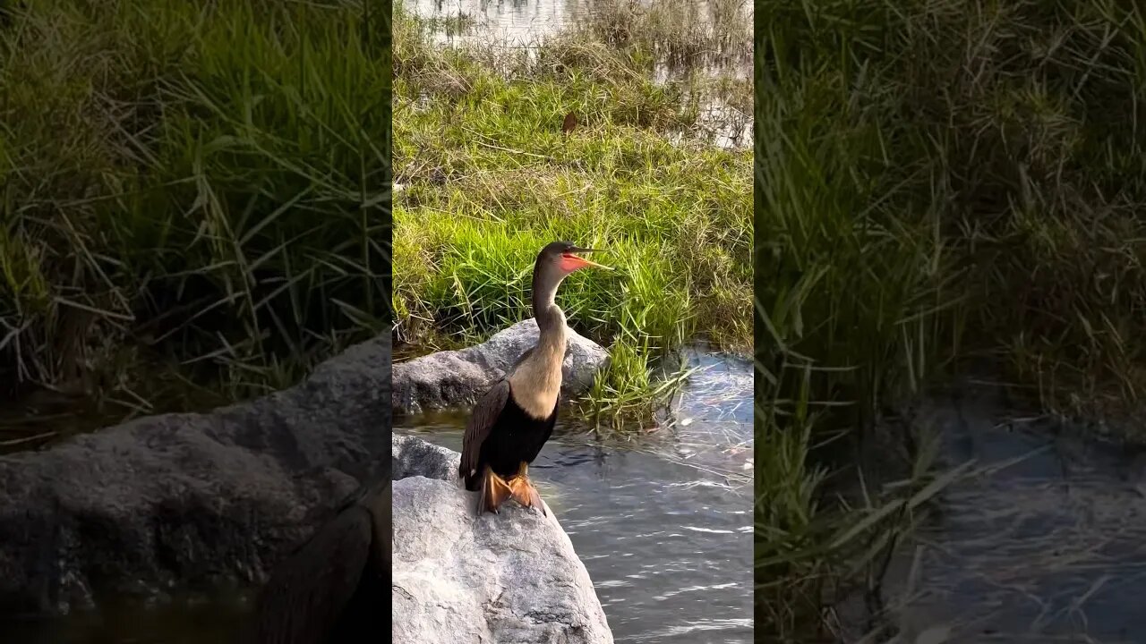 This Bird Was In Her Zone #summerloadingwithyoutube #shorts #animals