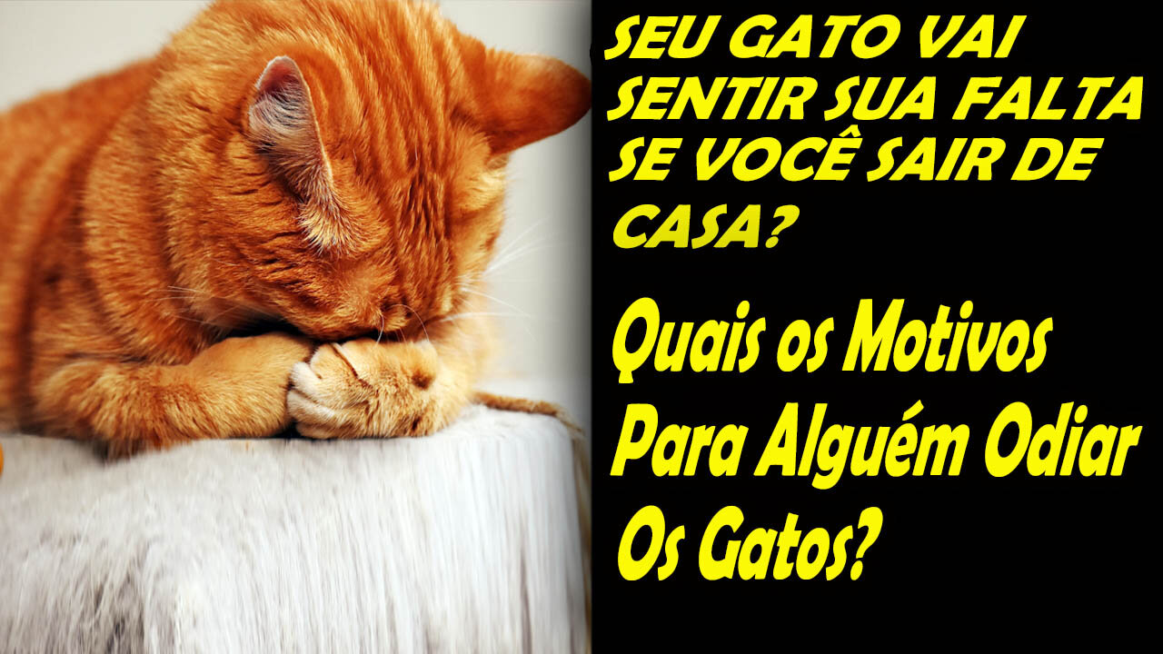 SEUS GATOS SENTEM A SUA FALTA QUANDO VOCÊ SAI DE CASA?