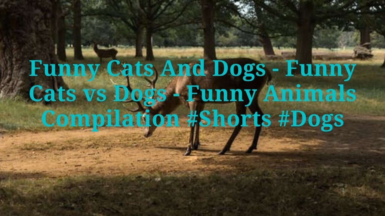 Funny Cats And Dogs - Funny Cats vs Dogs - Funny Animals Compilation #Shorts #Dogs