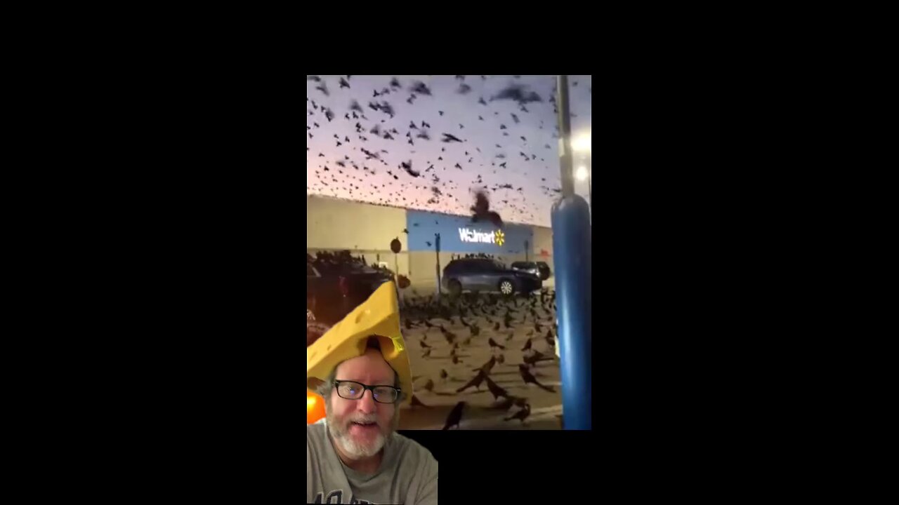 Birds tsunami