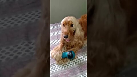 #dogshow , #animals , #dogs , #shorts