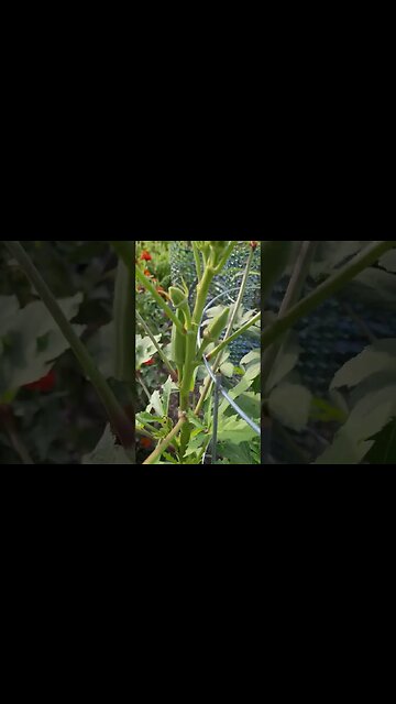 Garden Okra