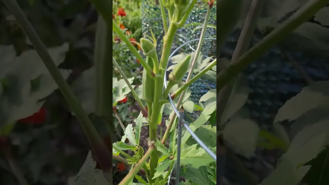 Garden Okra