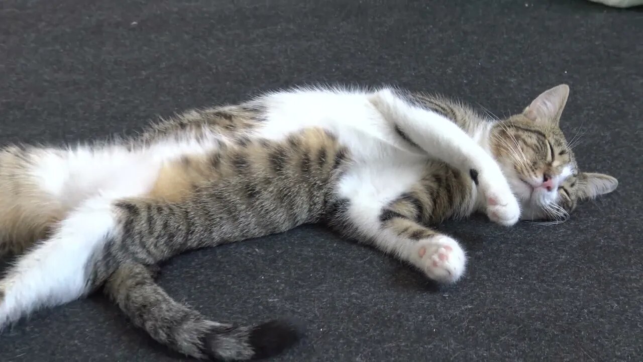Little Cat Fainted in the Heat