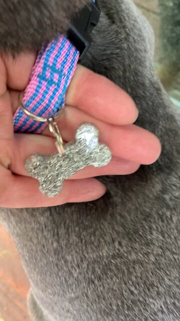 Dogs wearing orgones...