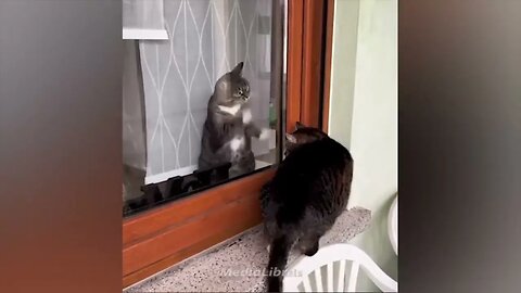 Try to Don't Laugh-Funny animals - Funny cats/ dogs - Funny animal videos