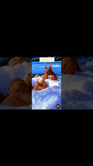 4K Animal In Winter Wonderland And Soothing Music for Relaxation | Heart Music - 2023 - 3