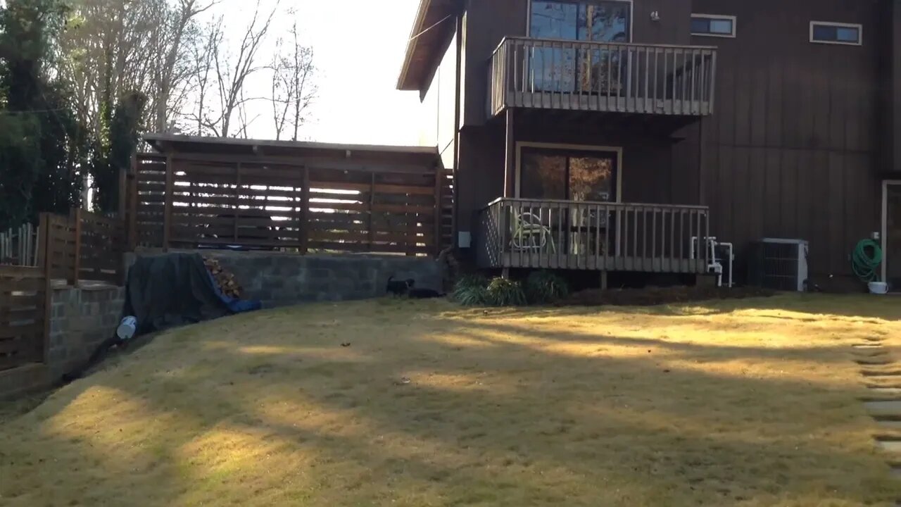 Pups Playing 2014