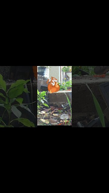 A Squirrels Rides On A Turkey #Shorts 🍠