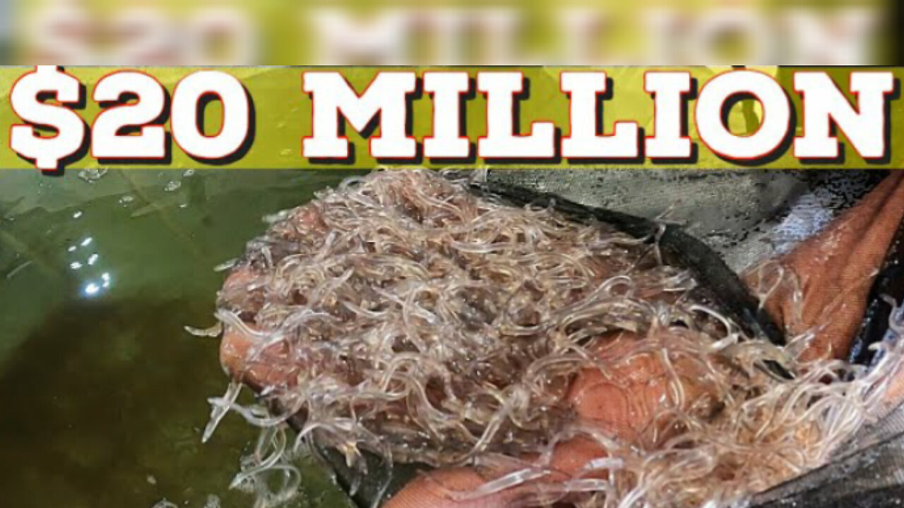 Glass Eels + Elvers- Maine's Lucrative $20 million fish