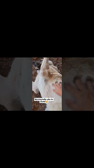 A typical morning off-grid in the country #shorts