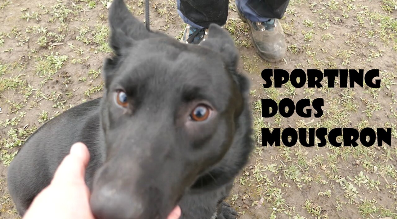 Amendes covid au Sporting Dogs Mouscron - Reportage En Colère