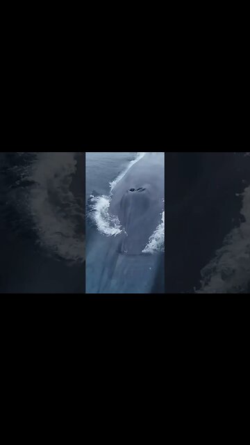 Biggest Mammal in the world - Blue Whale