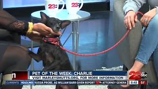 Pet of the Week: 7-year-old Chihuahua mix named Charlie