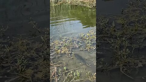 Let em go to let em grow! Big pond bass release. #fishing #bass #bassfishing #pondfishing #shorts