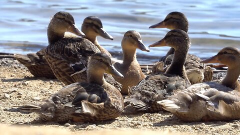 CatTV: Ducks Trying to Sleep