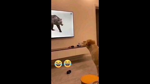 Dog funny