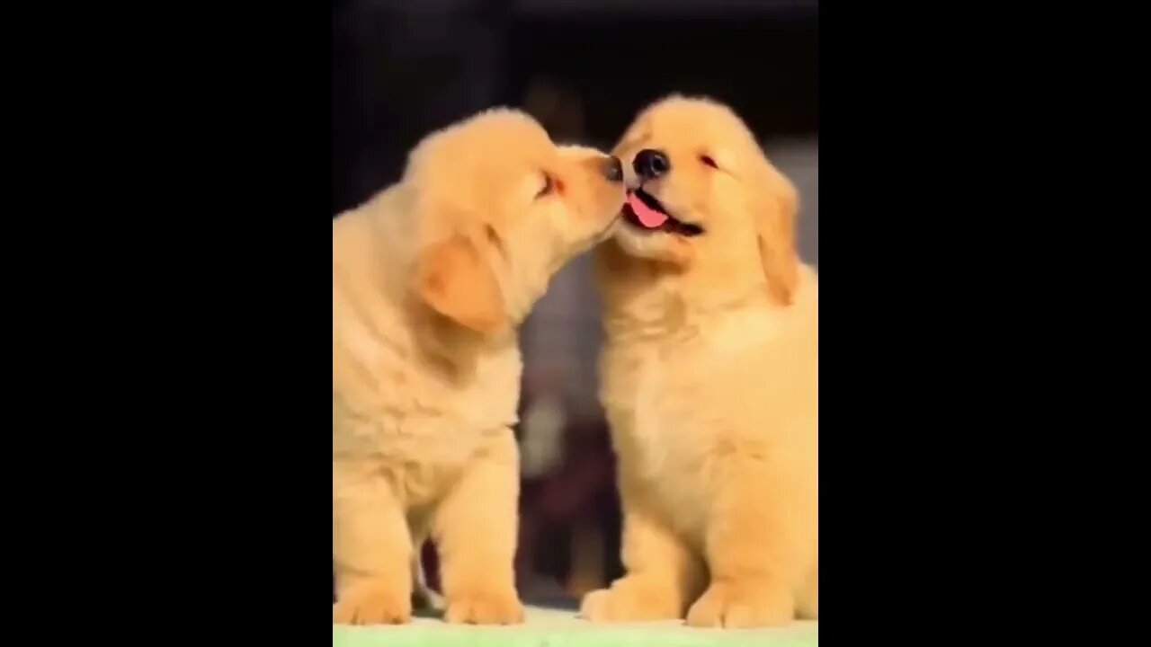 It's so cute. Dogs and cats they hug and kiss each other so cute