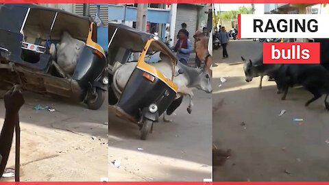 This is the moment a bull got trapped in a tuk-tuk during a fight with its rival on a road in India