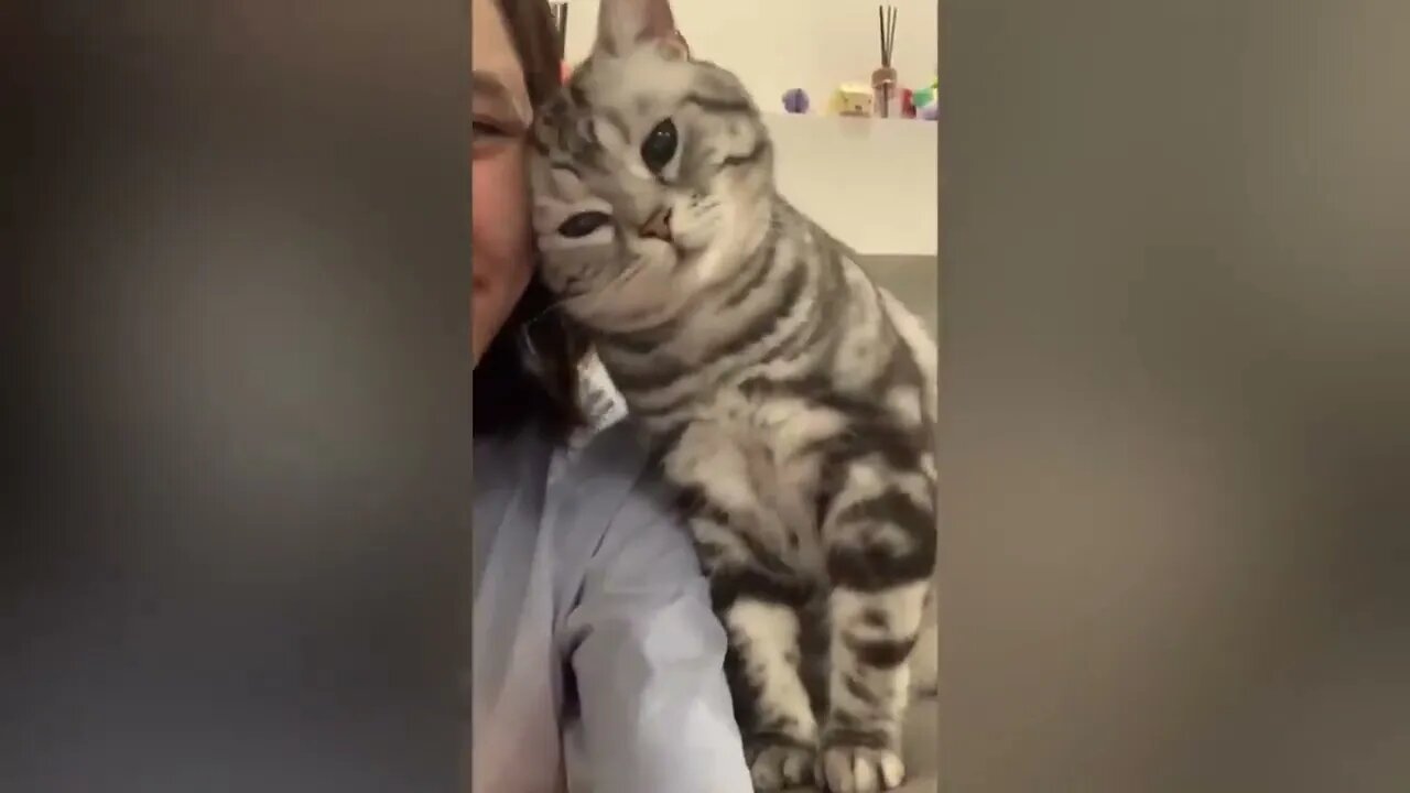 Super FUNNY CAT