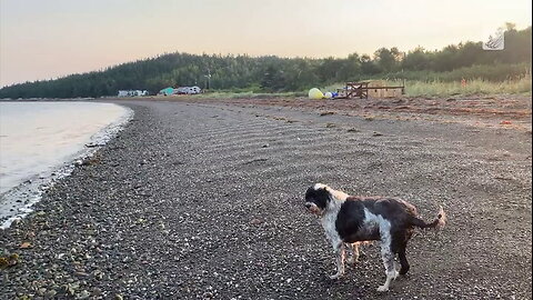 A bright morning walk on the shore of Birchy Bay, NL