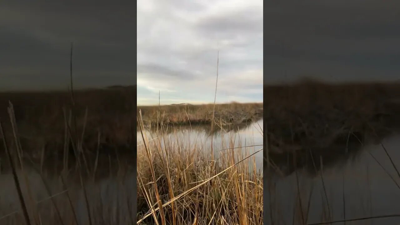 Savanna river marsh