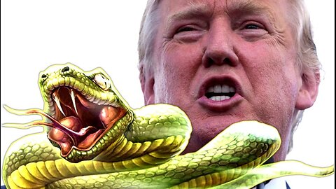 MONEY SNAKE