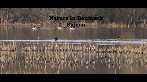 Nature in Denmark-Skjern(Relaxing video of nature)