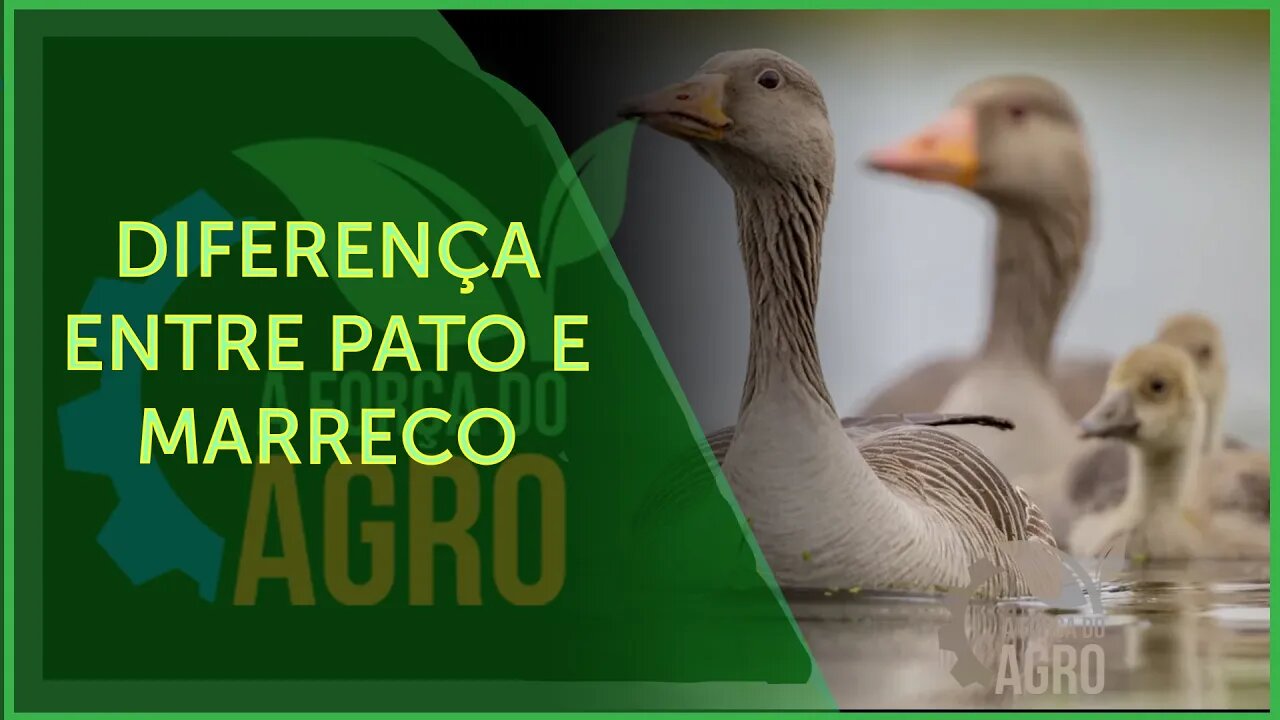 Pato Donald é o marreco mais conhecido do mundo