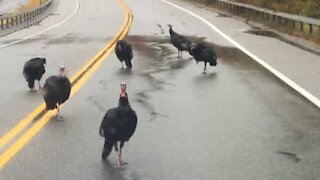 Gangue de perus bloqueia estrada nos EUA